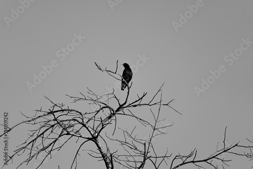 Black bird perched on tree in black and white