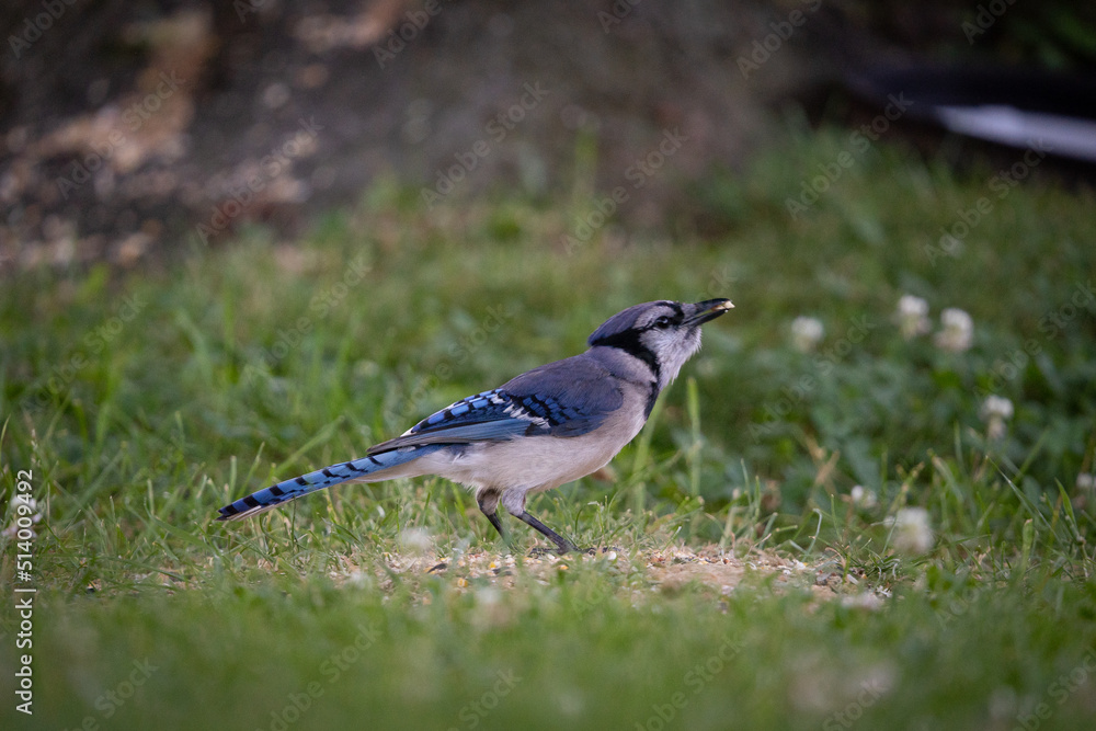 Obraz premium Blue Jay Bird Standing Eating Seed