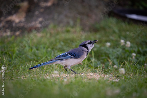 Blue Jay Bird Standing Eating Seed
