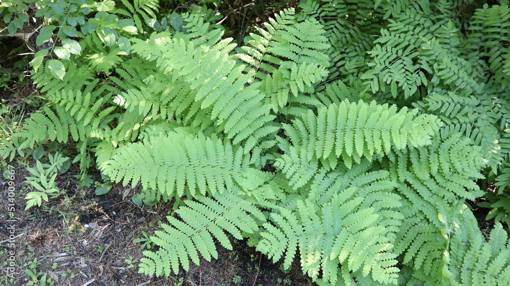fern in the forest