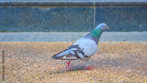 pigeon on the ground