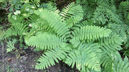 Obraz na płótnie fern in the forest w salonie