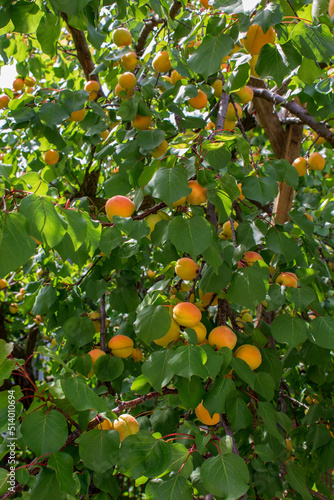 Harvest ripe apricots on the branches