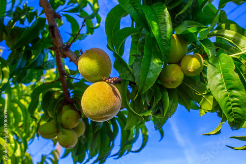 peach tree with fruits
