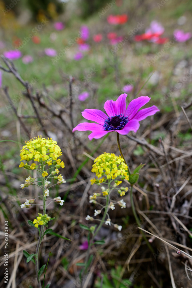 Kronen-Anemone // Poppy anemone (Anemone coronaria) - Olymp, Griechenland
