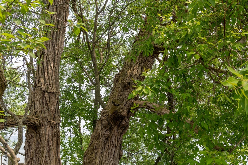 Fototapeta premium Trees in the park