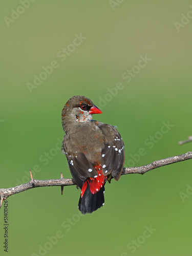 Red Munia or Red Avadavat or Strawberry Finch photo