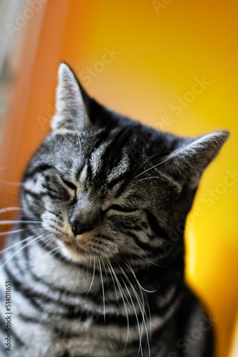 Portrait of silver tabby British shorthair cat with closed eyes on orange background. Copy space. 