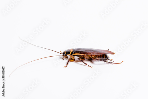 Close up cockroach isolated on white background