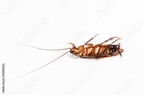 Close up dead cockroach isolated on white background