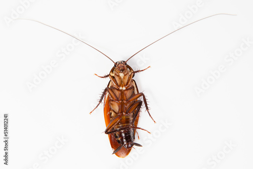 Close up dead cockroach isolated on white background (top view)