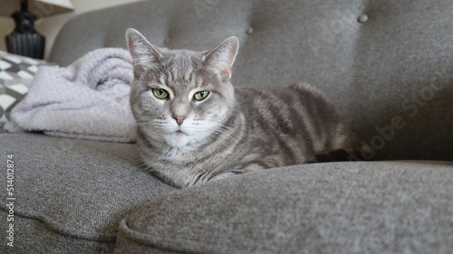cat on sofa © Kieaw