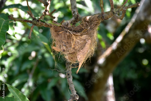 Bird's nest on a tree branch in nature. Nest of Black Hooded Oriole (Oriolus xanthornus) on a mango tree branch.