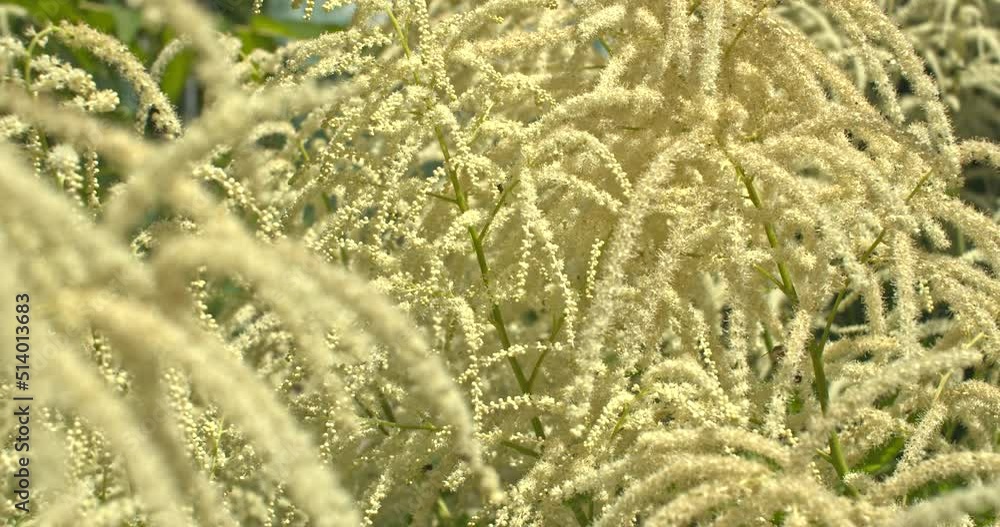 Bienen an der Bienenweide ein Geißbart Bienen an der Bienenweide ein Geißbart