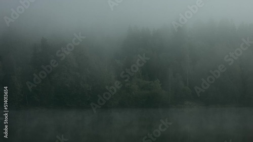 misty morning in the forest