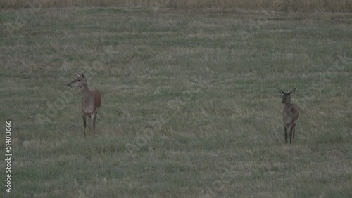 two deer in the grass