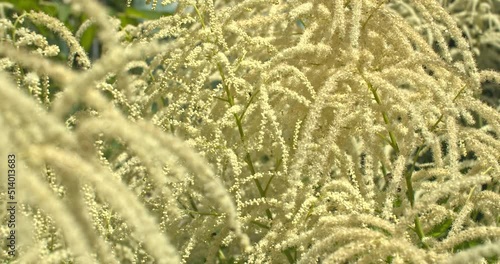 Bienen an der Bienenweide ein Geißbart