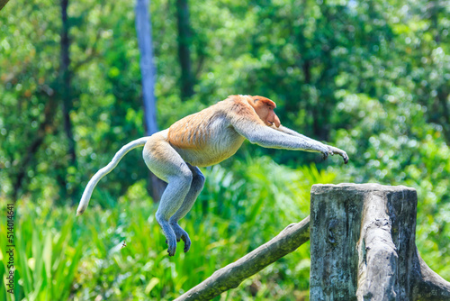 proboscis monkey or nasalis larvatus