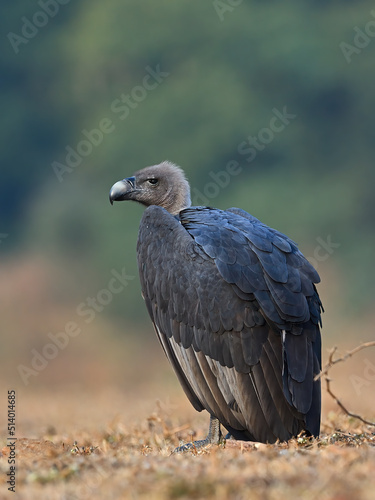 Photography White-rumped Vulture