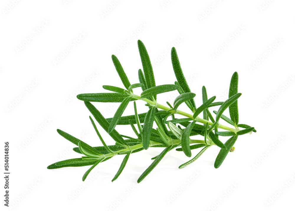 Rosemary isolated. Rosemary on white. Rosemary isolated. Rosemary on white.