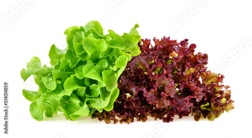 Wallpaper Mural green oak and red coral isolated on white background Torontodigital.ca