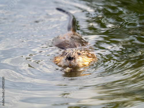 Muskrat, Ondatra zibethicuseats swiming at the surface of the lake water.