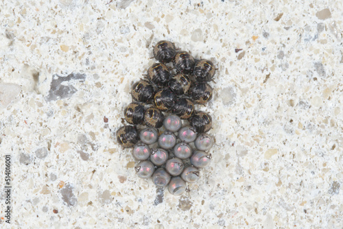 Eggs and group of young larvae after hatching of  the mottled shieldbug (Rhaphigaster nebulosa) © De Rebus Naturae