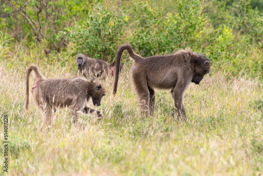 Babouin chacma, Papio ursinus , chacma baboon, Parc national Kruger, Afrique du Sud Babouin chacma, Papio ursinus , chacma baboon, Parc national Kruger, Afrique du Sud