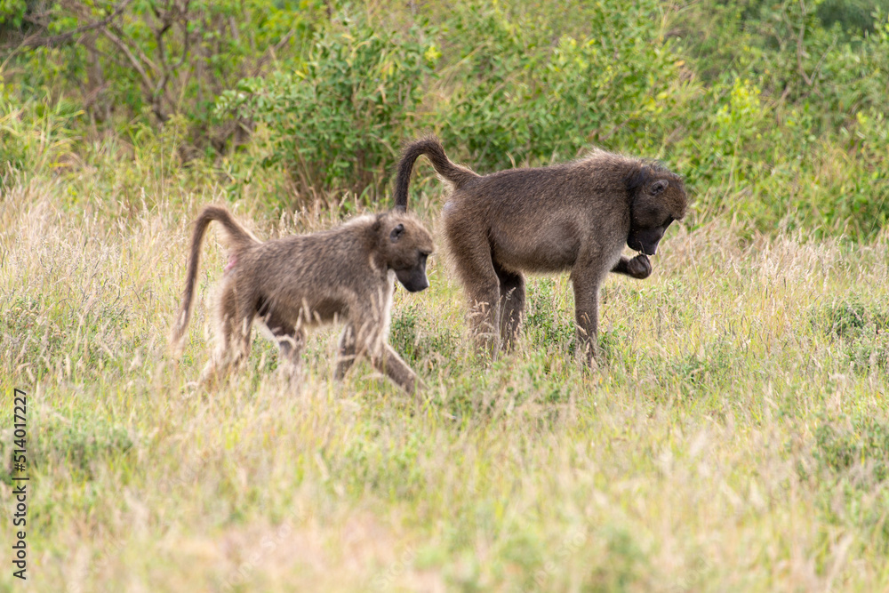 Babouin chacma, Papio ursinus , chacma baboon, Parc national Kruger, Afrique du Sud Babouin chacma, Papio ursinus , chacma baboon, Parc national Kruger, Afrique du Sud