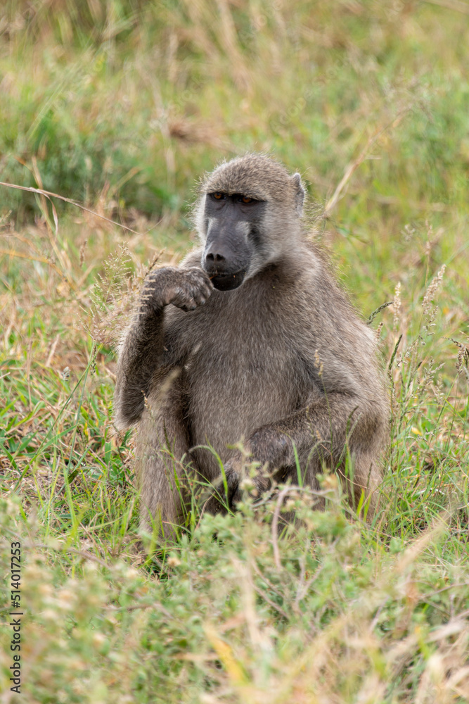 Babouin chacma, Papio ursinus , chacma baboon, Parc national Kruger, Afrique du Sud Babouin chacma, Papio ursinus , chacma baboon, Parc national Kruger, Afrique du Sud
