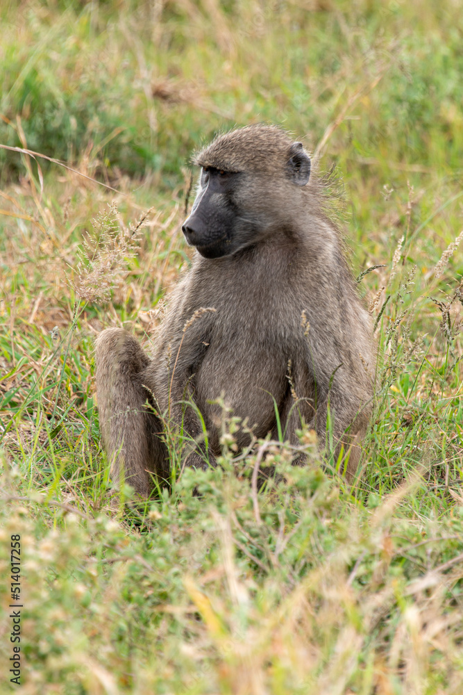 Obraz premium Babouin chacma, Papio ursinus , chacma baboon, Parc national Kruger, Afrique du Sud