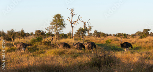 Autruche d Afrique .Struthio camelus  Common Ostrich  Parc national Kruger  Afrique du Sud