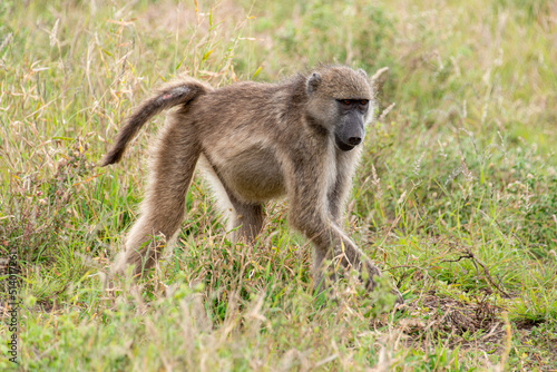 Babouin chacma  Papio ursinus   chacma baboon  Parc national Kruger  Afrique du Sud