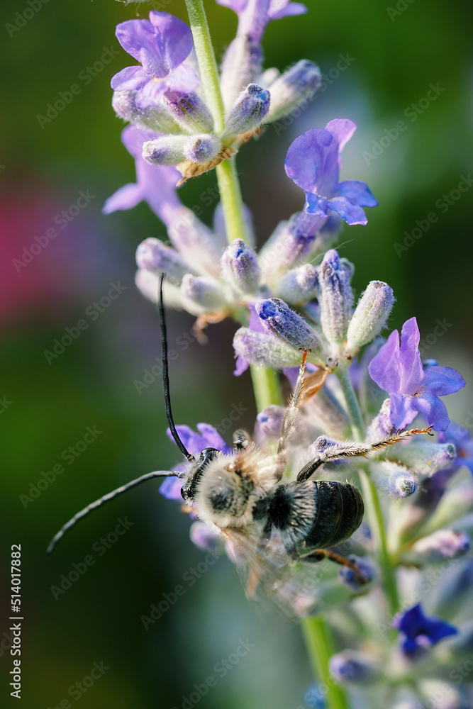 A bee with long antennae pollinating a lavender flower. A bee with long antennae pollinating a lavender flower.