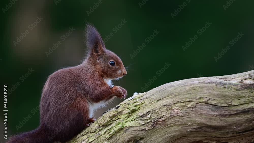 European red squirrel sitting on a dead branch eating sunflower seeds and looking attentively, march, north rhine westphalia, (sciurus vulgaris), germany European red squirrel sitting on a dead branch eating sunflower seeds and looking attentively, march, north rhine westphalia, (sciurus vulgaris), germany