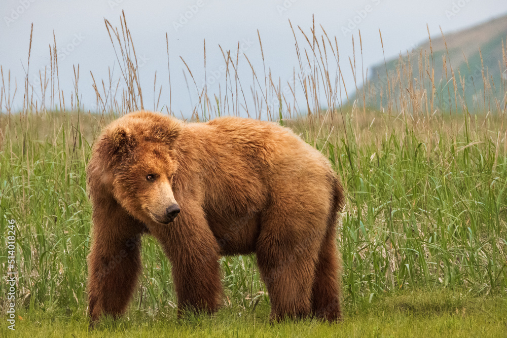 Obraz premium Brown Bear in a Meadow