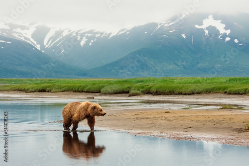 Bear Crossing a River