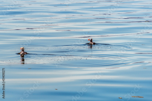 Puffin in the Ocean