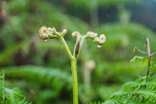 Focus on the leaves of the cabbage (Athyriaceae) wet with rain, planted in the garden, blurred background. Phak Kut is a fern family plant that can be used as a food and also a medicinal plant. photo