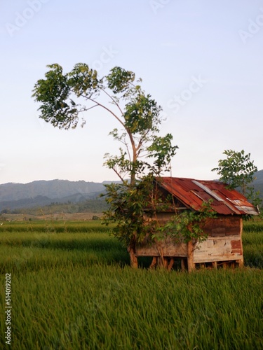 house in the countryside, farm house and rice field look imaging. or gubug tempat istirahat petani di tengah sawah yang hijau
