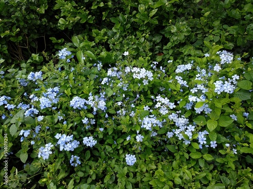 View of inflorescence of beautiful flowers called Plumbago auriculata, the cape leadwort, blue plumbago or Cape plumbago in Hinjawadi, Pune, India