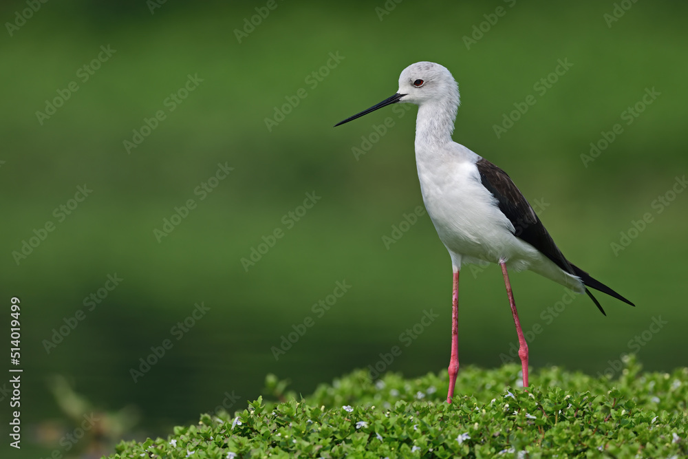 Fototapeta premium Black-winged Stilt