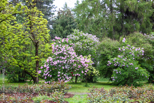 Wallpaper Mural Spring landscape in a park. Syringa vulgaris or lilac flowers in bloom.  Torontodigital.ca