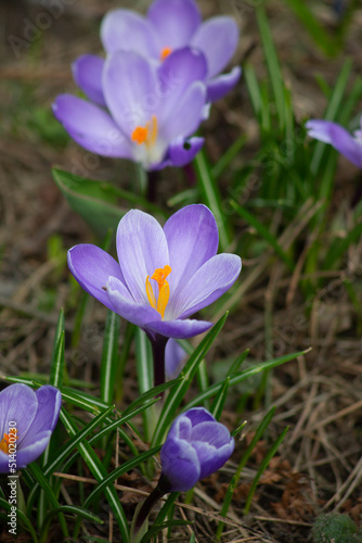 The first spring flowers Purple crocuses. Selective focus, blurred background.