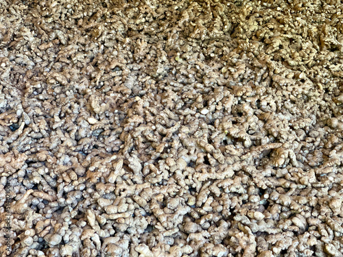 Turmeric roots freshly harvested