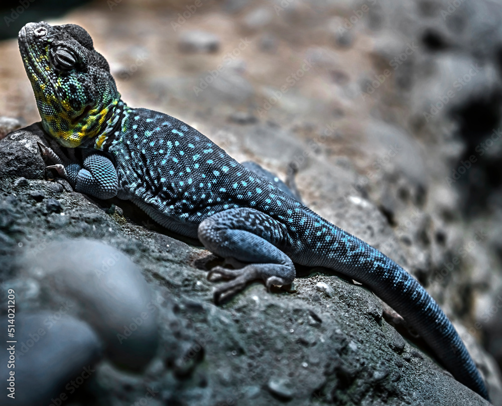 Eastern collared lizard on the stone. Latin name - Crotaphytus collaris Eastern collared lizard on the stone. Latin name - Crotaphytus collaris