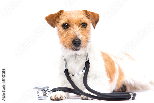 dog  and stethoscope