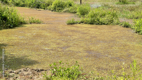 Azola growing in a still pond