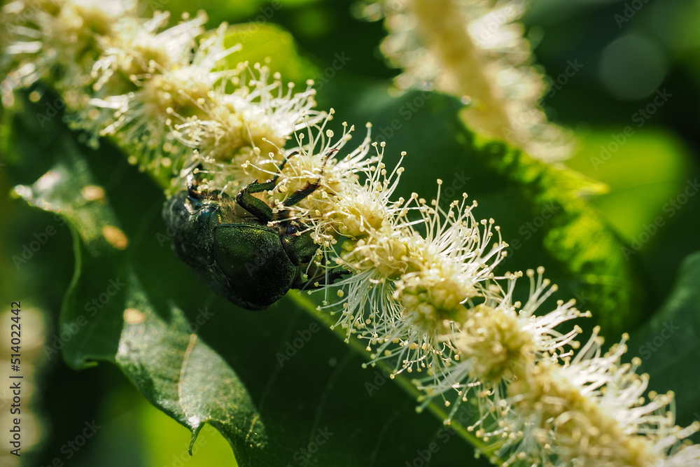 Fototapeta premium A goldenrod beetle on an edible chestnut blossom. 