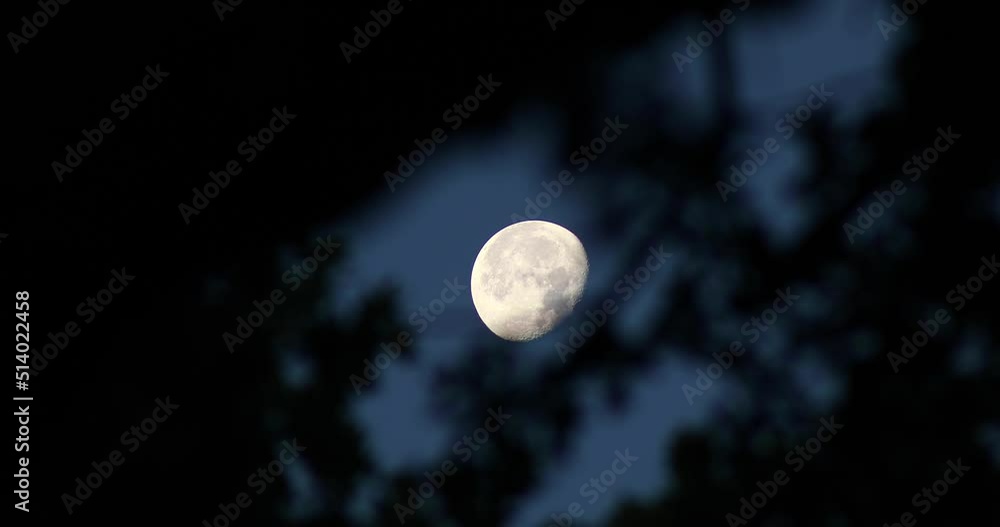 Static video of the moon through tree branches. Static video of the moon through tree branches.